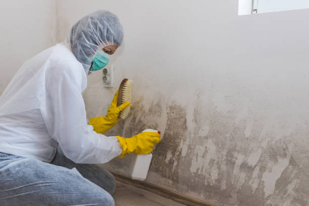 Best Mold Damage Repair  in Mesquite, NV