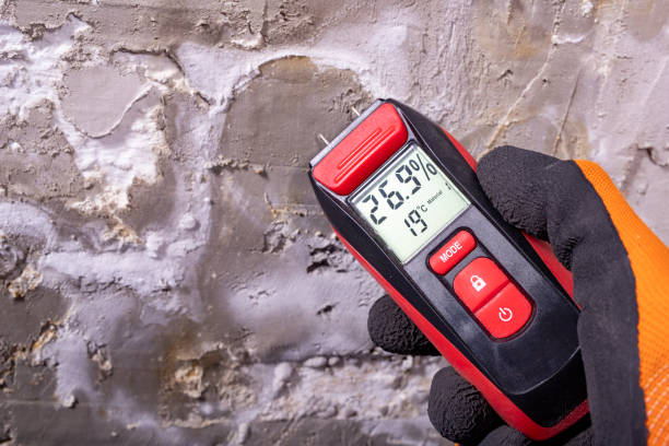 Best Professional Mold Removal  in Mesquite, NV