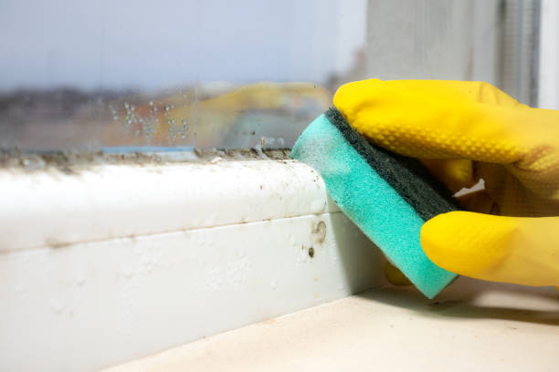 Best Local Mold Removal Service  in Mesquite, NV