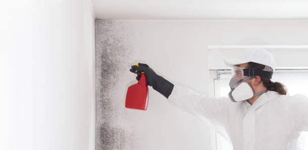 Best Certified Mold Removal  in Mesquite, NV